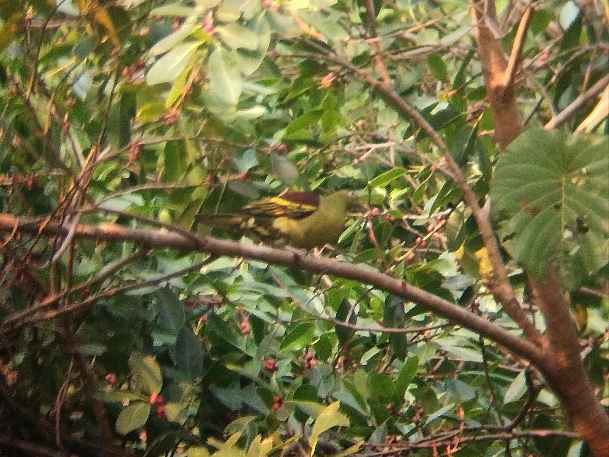 Philippine Green-Pigeon - ML618710470