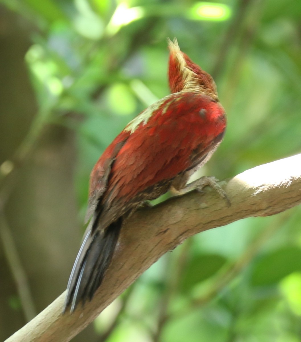 Banded Woodpecker - ML618710515