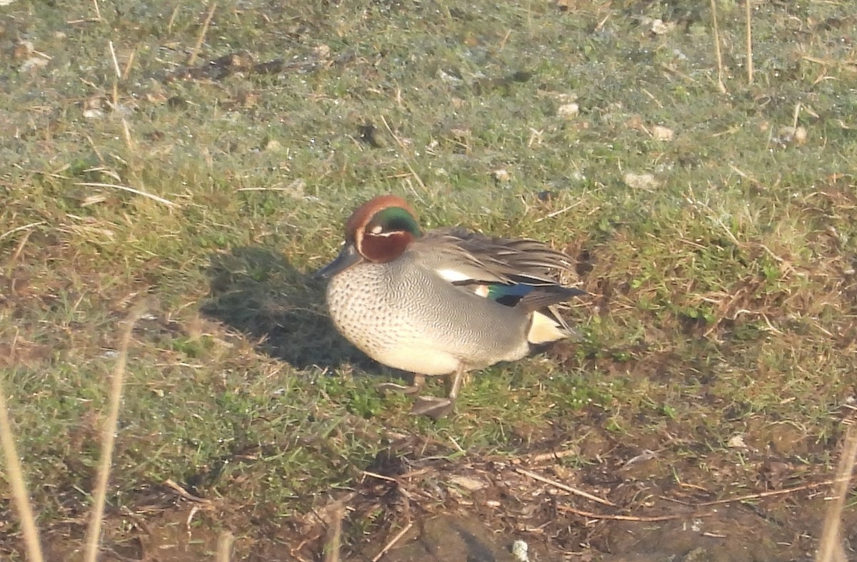 Green-winged Teal (Eurasian) - ML618710521