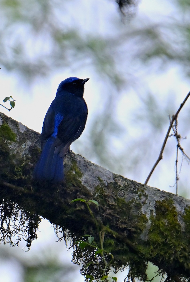 Large Niltava - Rajesh Gopalan