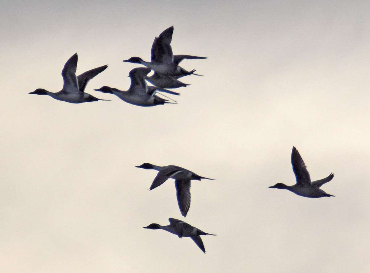 Northern Pintail - ML618710525