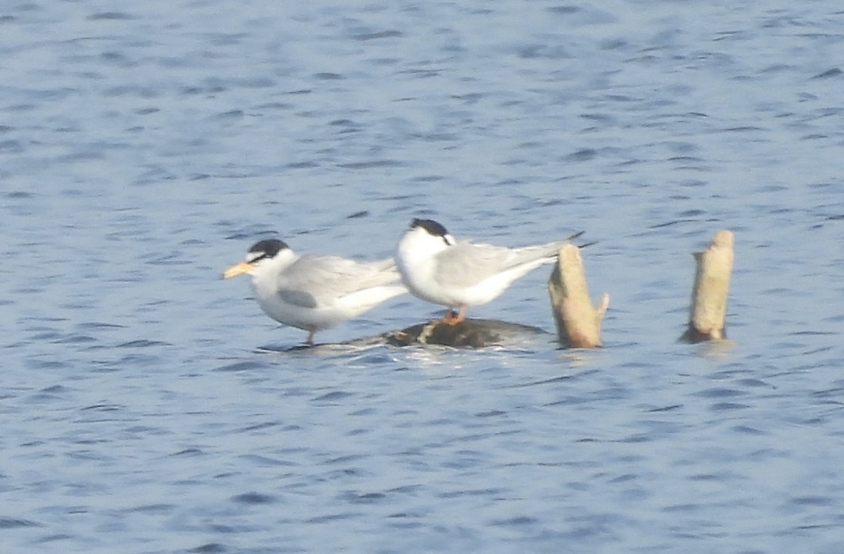 Little Tern - ML618710545