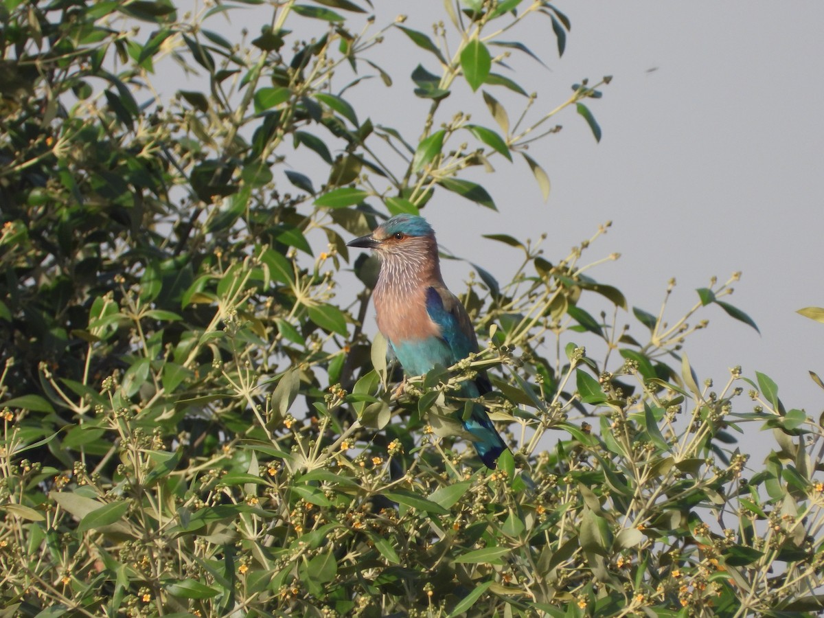 Indian Roller - ML618710569