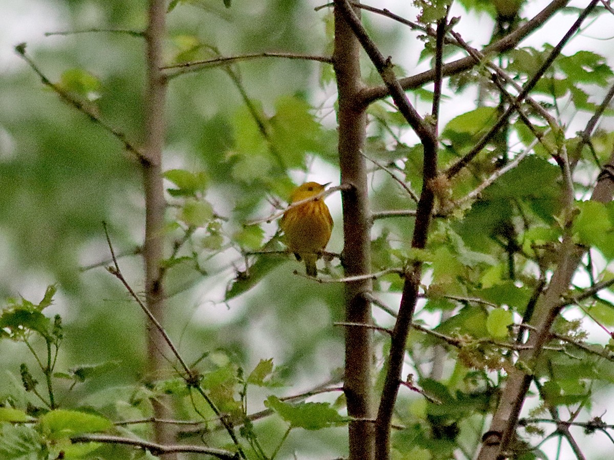 Yellow Warbler - ML618710619