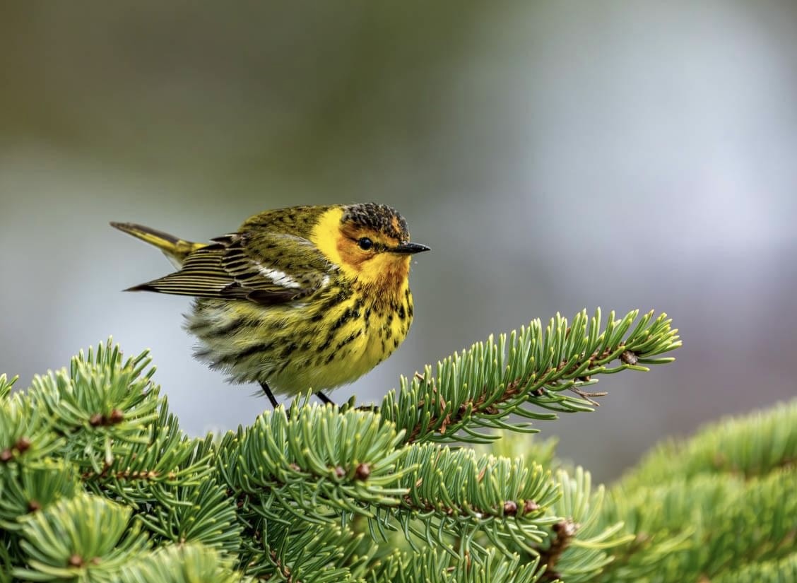 Cape May Warbler - ML618710633