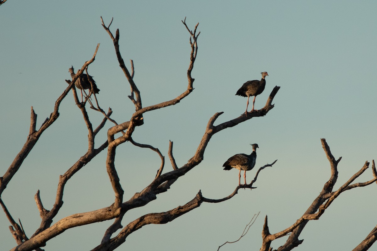 Southern Screamer - ML618710643