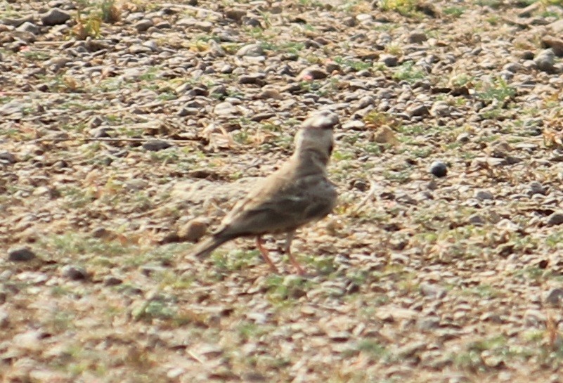 Ashy-crowned Sparrow-Lark - ML618710657