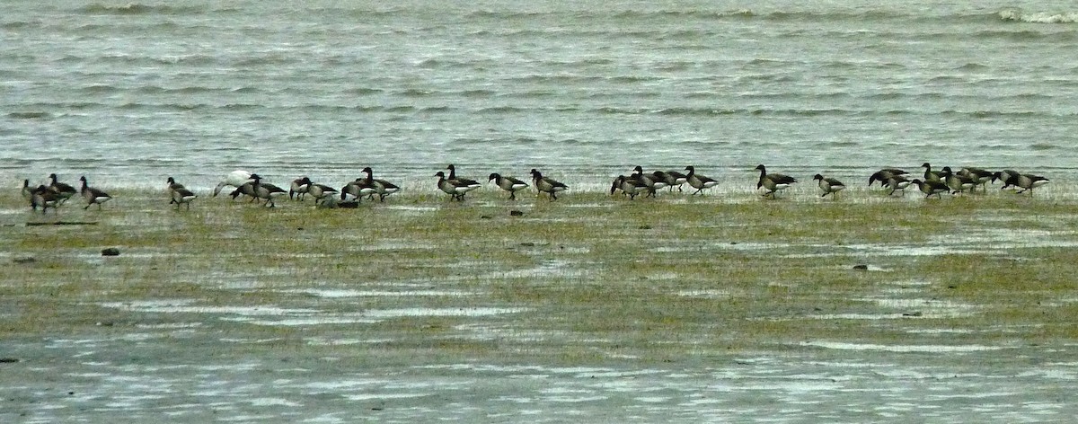 Brant - ML618710665