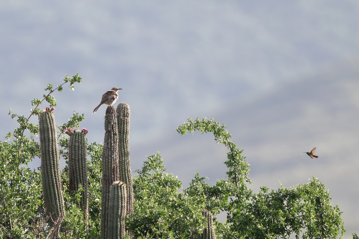 Curve-billed Thrasher - ML618710673