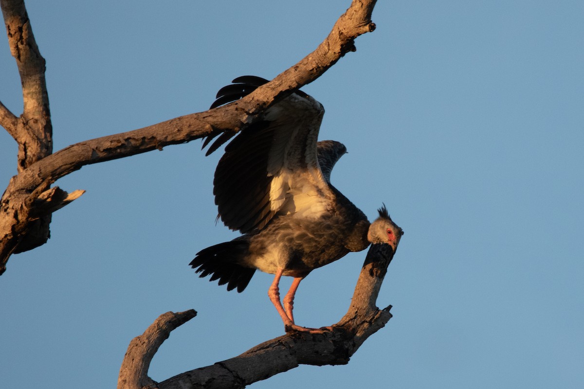 Southern Screamer - ML618710682