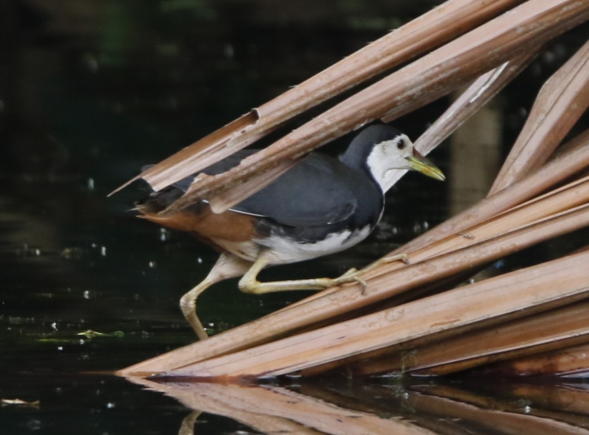 White-breasted Waterhen - Lee Muse