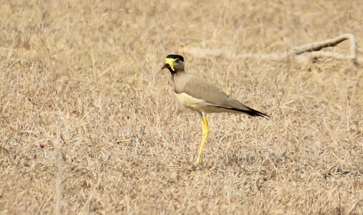 Yellow-wattled Lapwing - ML618710708