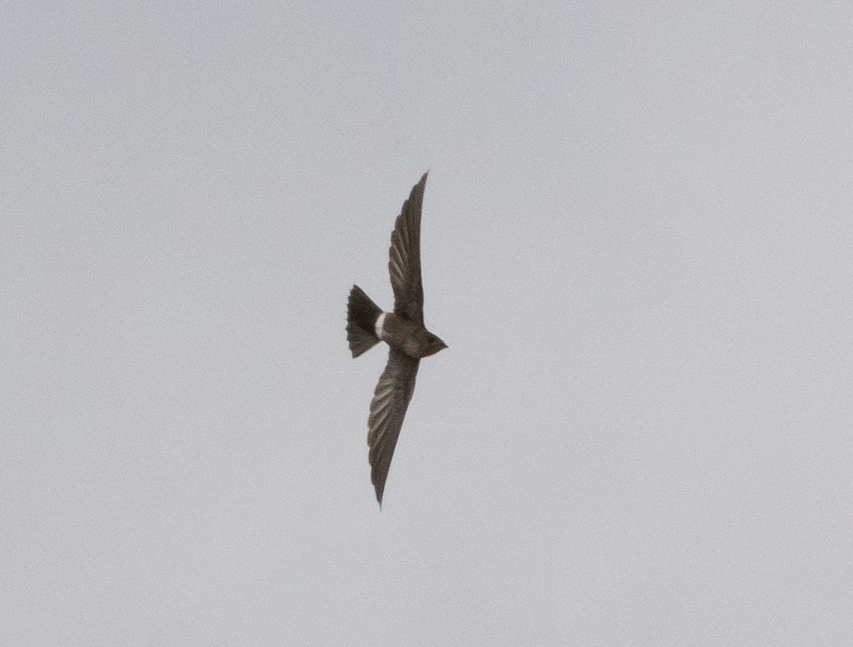 Mottled Spinetail - Stratton Hatfield