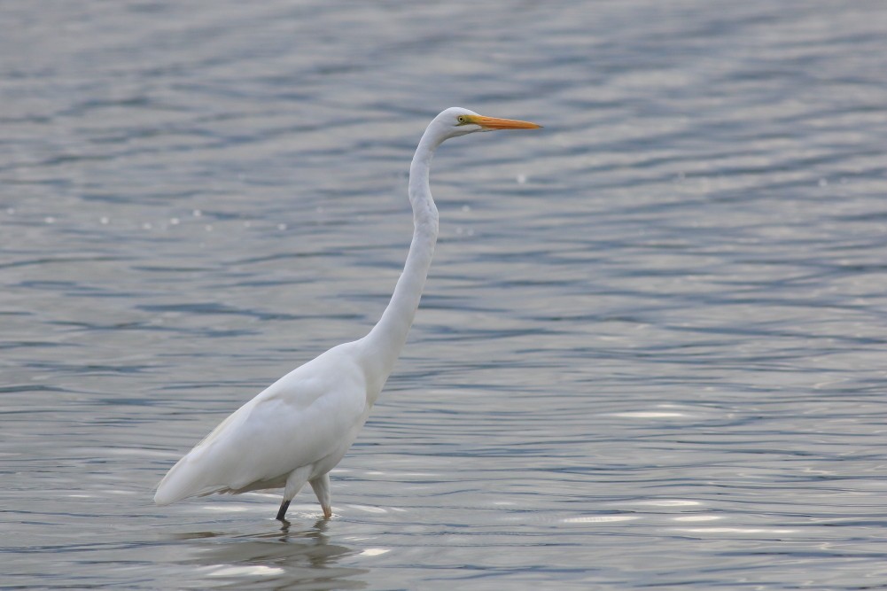 Great Egret (modesta) - Paul Lynch