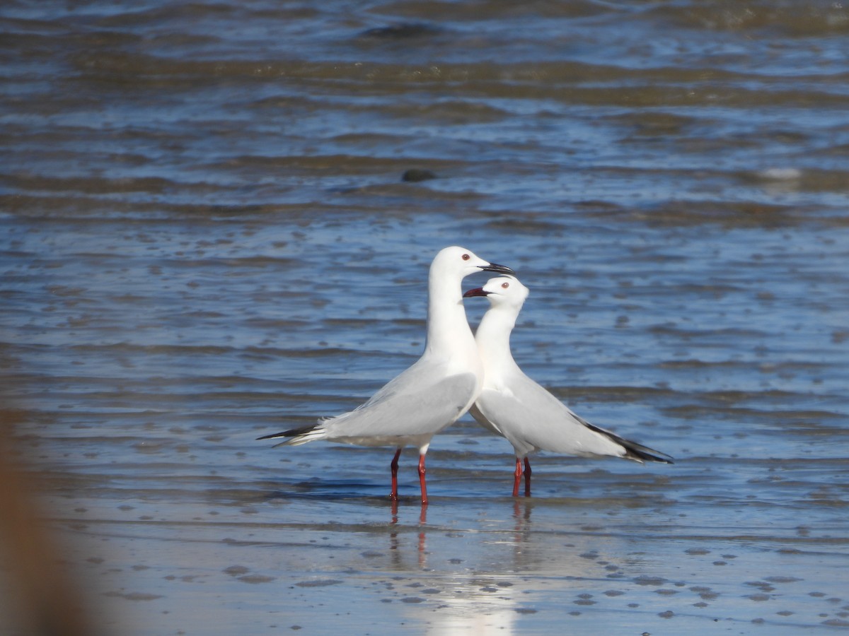 Slender-billed Gull - Haydee Huwel