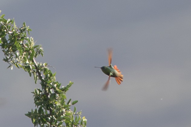 beryllkolibri - ML618710786