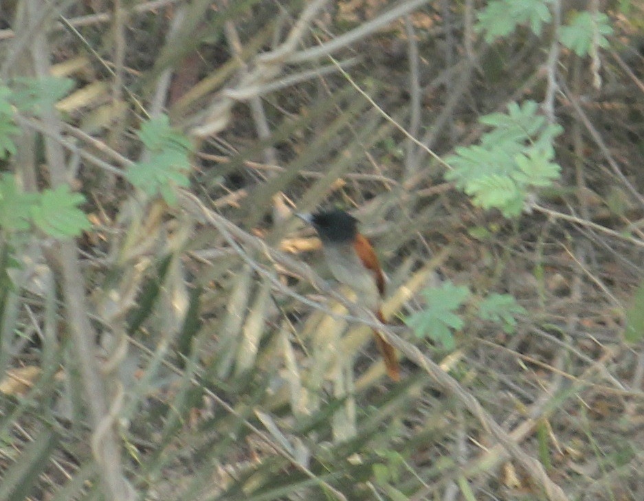 Indian Paradise-Flycatcher - ML618710796