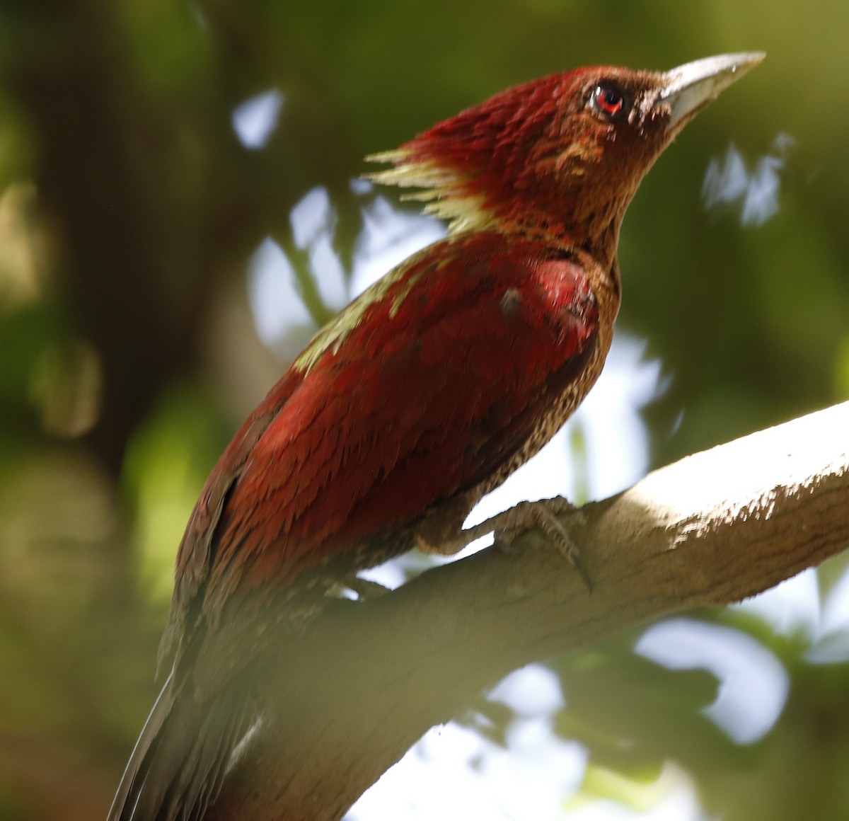 Banded Woodpecker - Lee Muse
