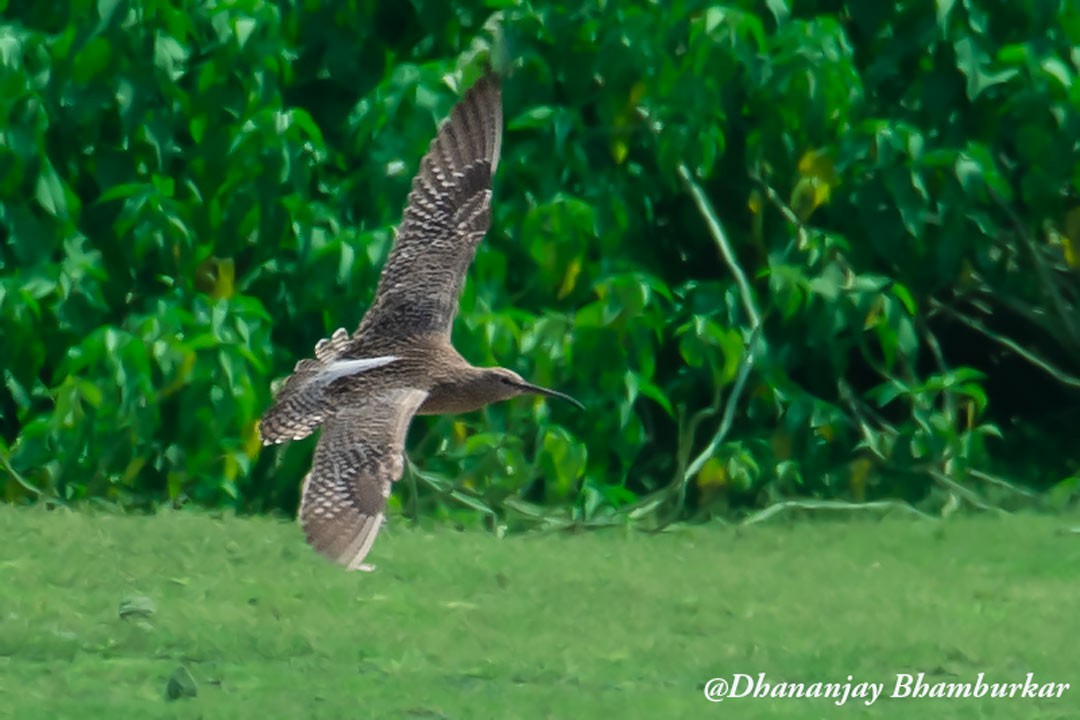 Eurasian Whimbrel - ML618710853