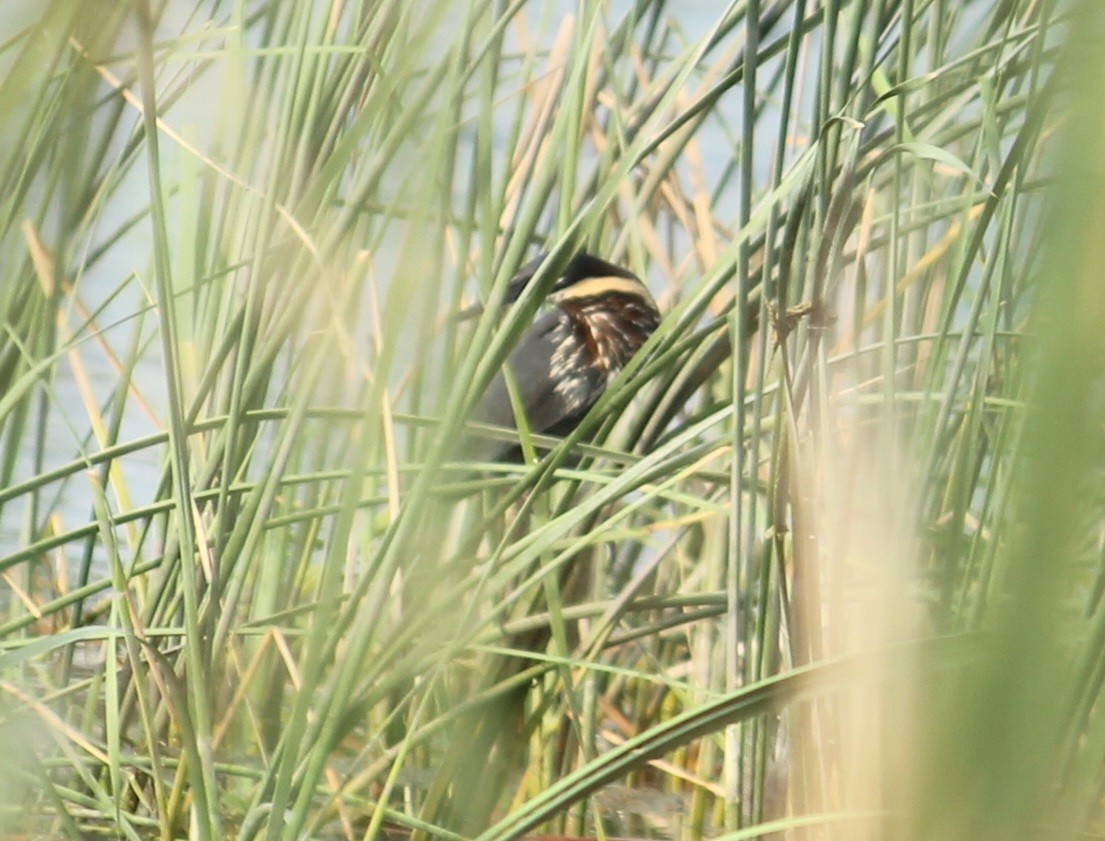 Black Bittern - ML618710854