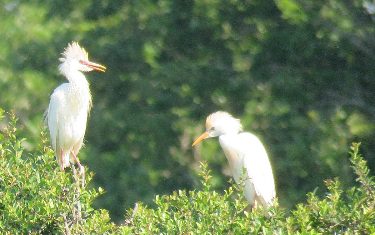 Western Cattle Egret - James Asmuth