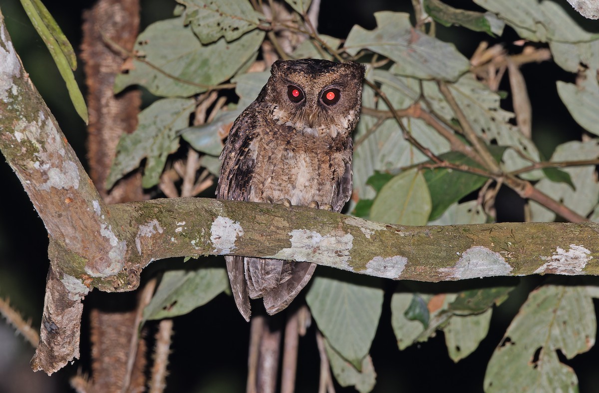 Everett's Scops-Owl - ML618710995