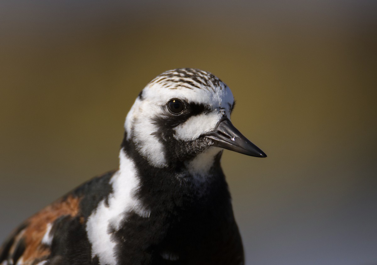 Ruddy Turnstone - ML618711004