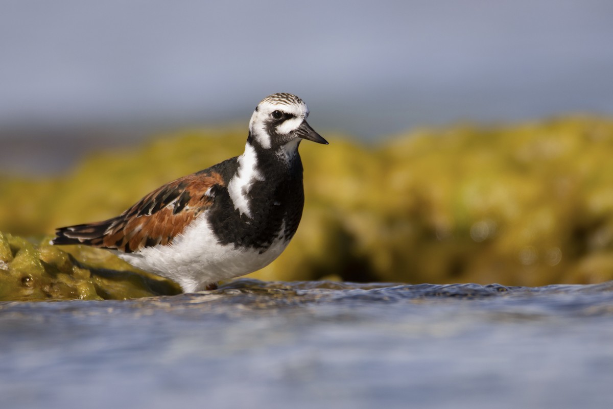 Ruddy Turnstone - ML618711016