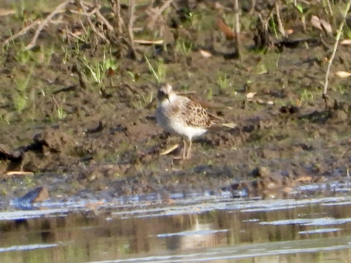 Least Sandpiper - ML618711032