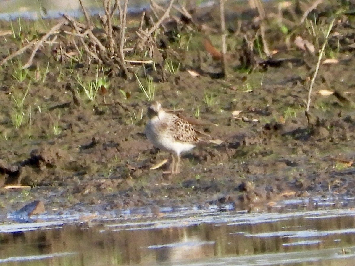 Least Sandpiper - ML618711033