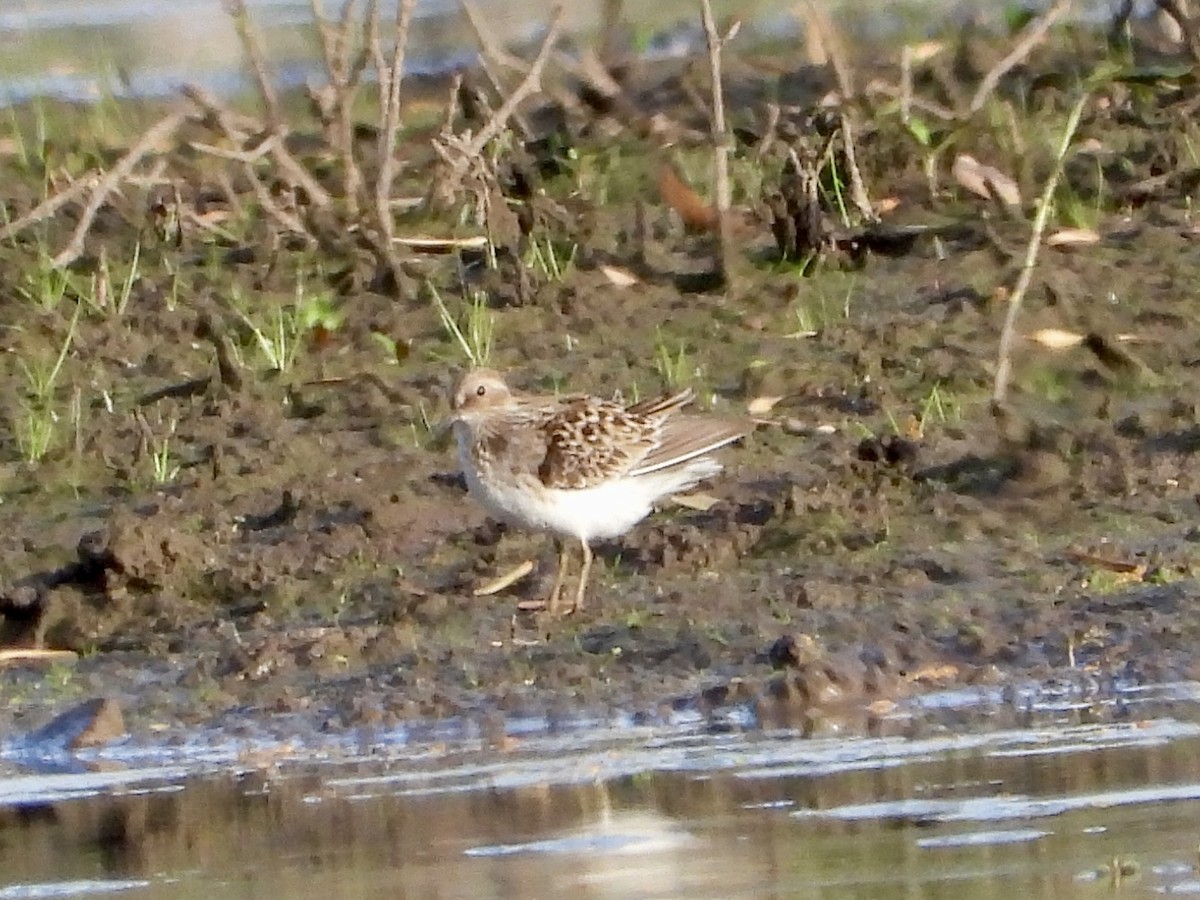 Least Sandpiper - ML618711034