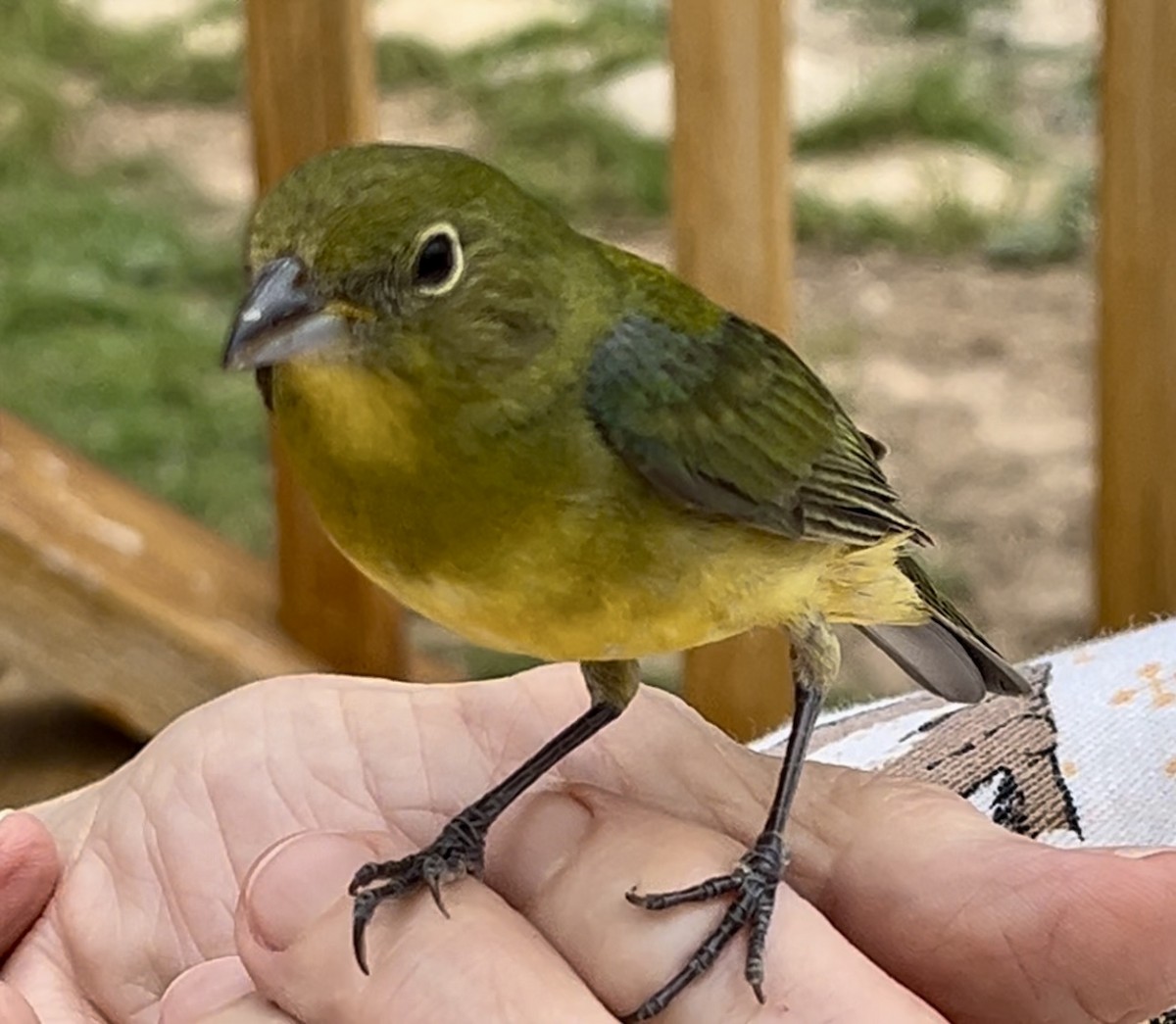 Painted Bunting - ML618711040