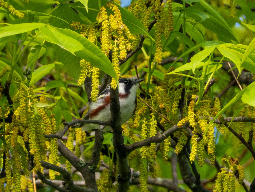 Chestnut-sided Warbler - ML618711074