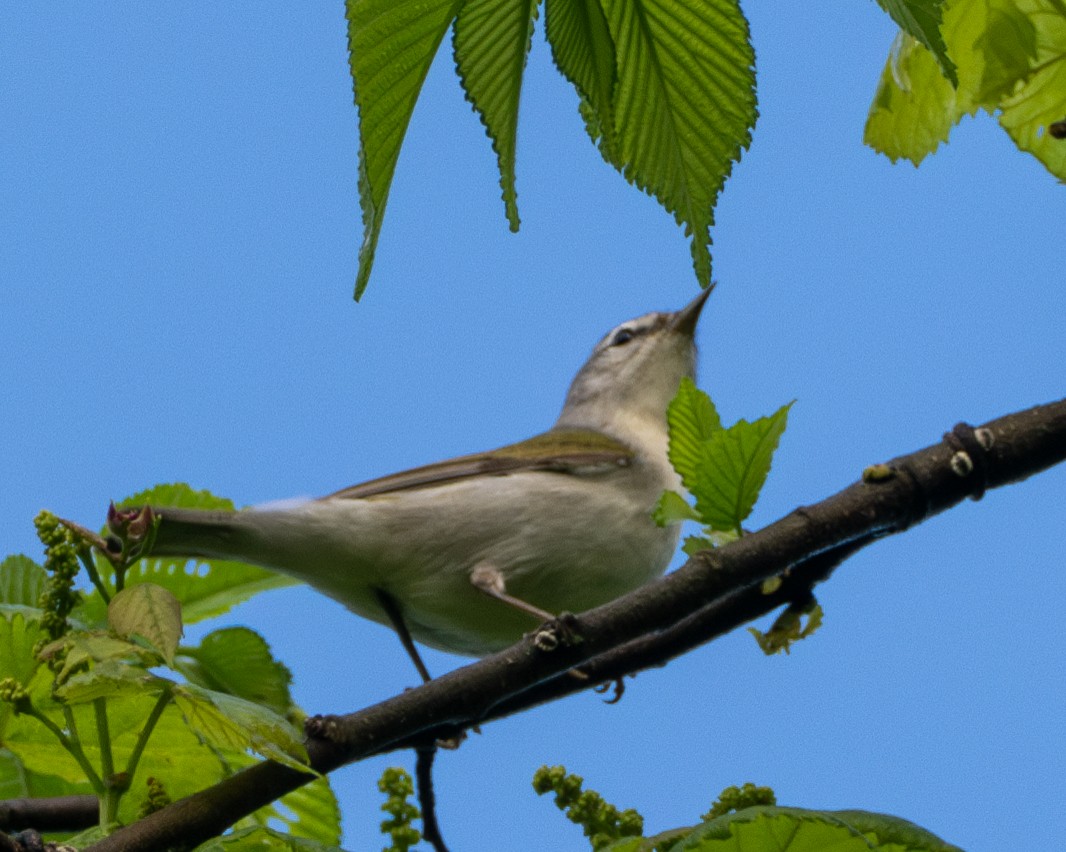 Paruline obscure - ML618711081