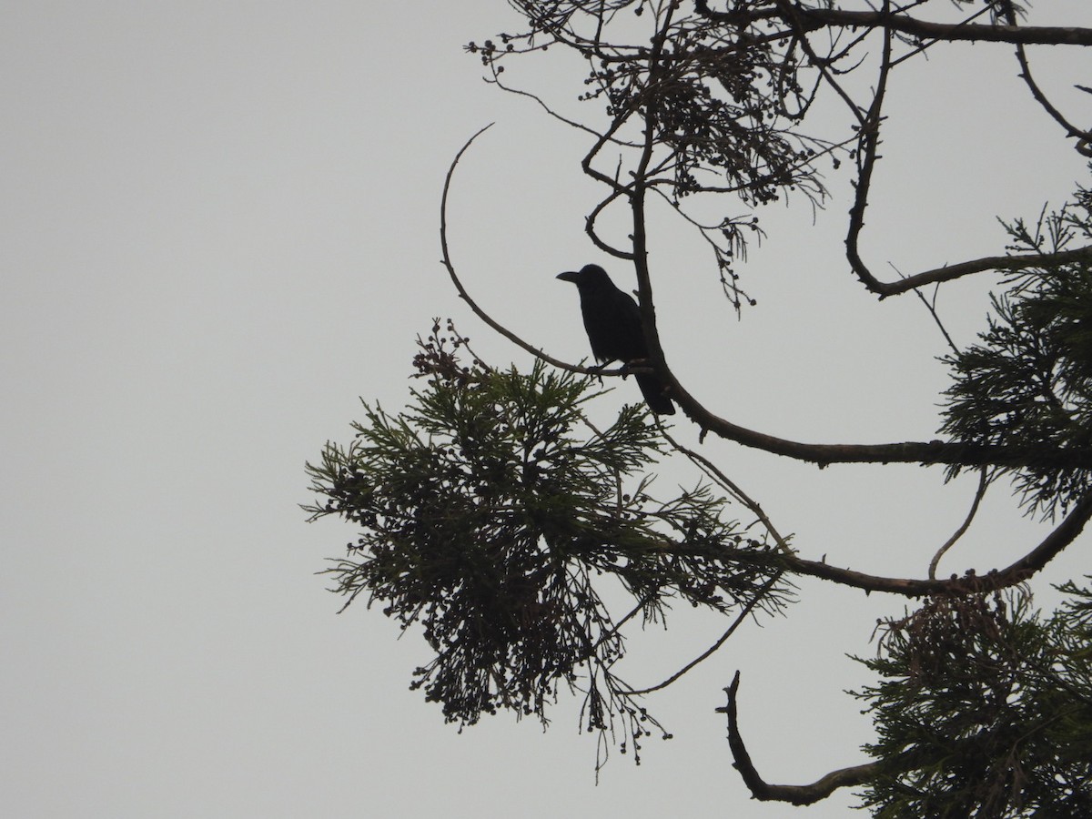 Large-billed Crow - ML618711087