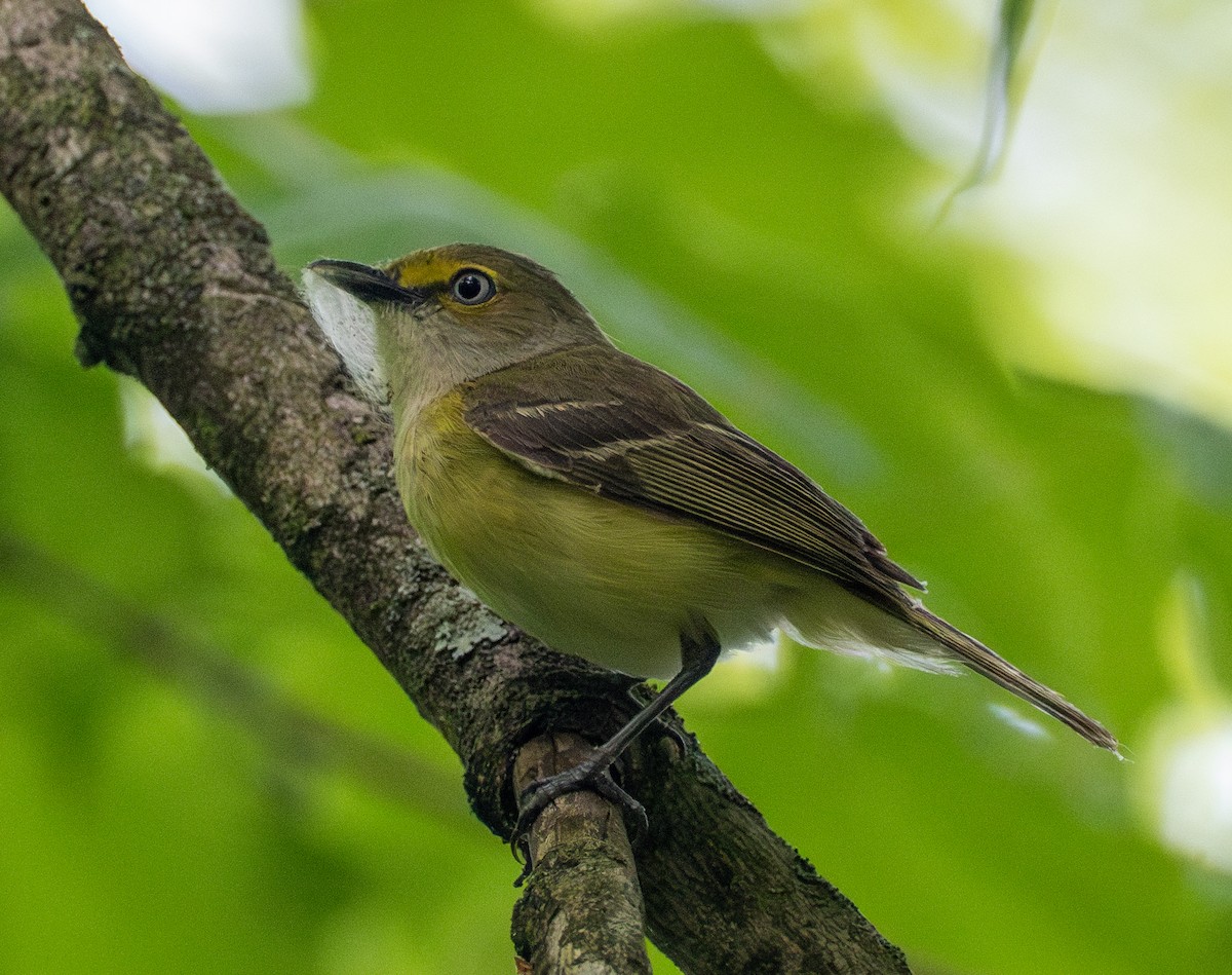 Vireo Ojiblanco - ML618711102