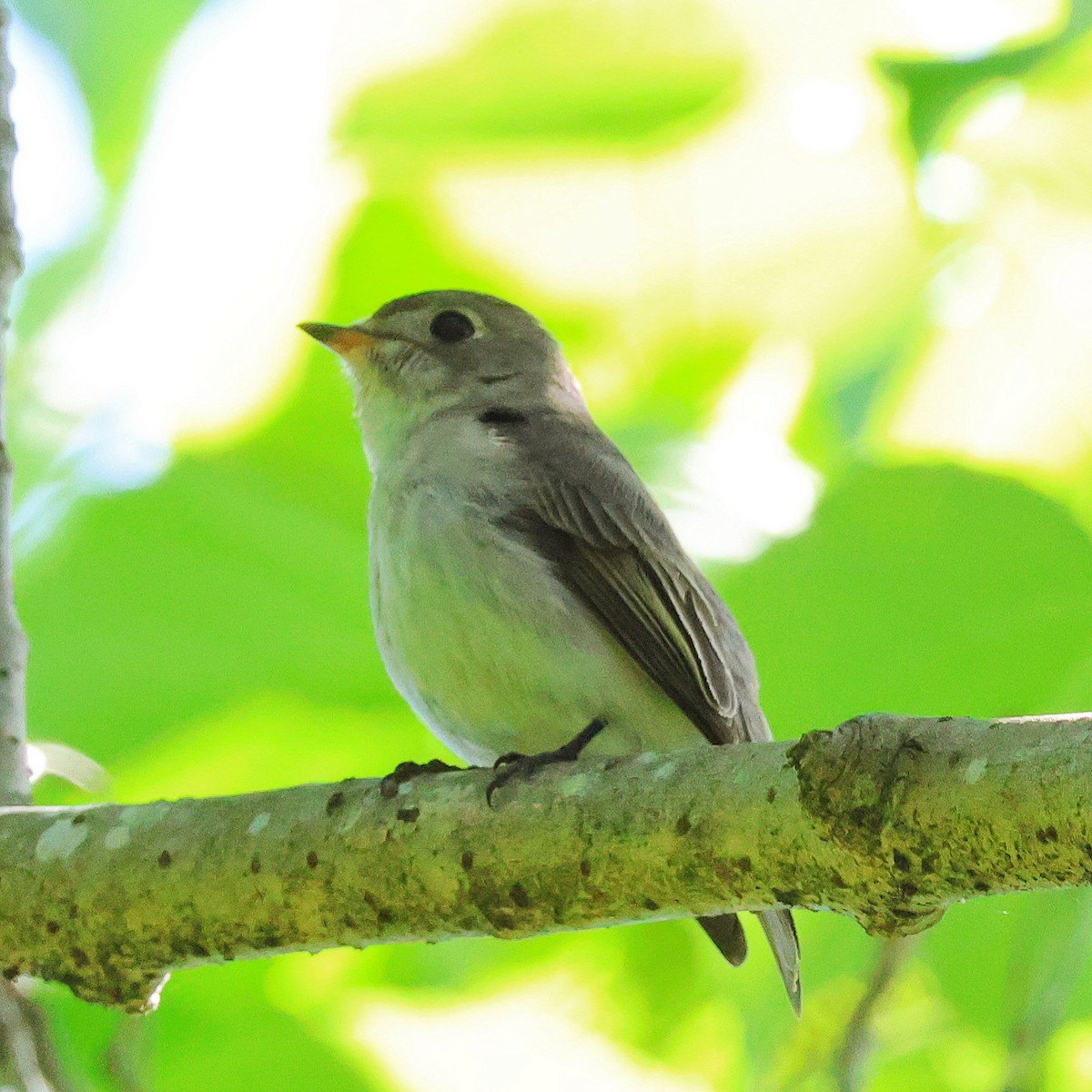 Asian Brown Flycatcher - toyota matsutori