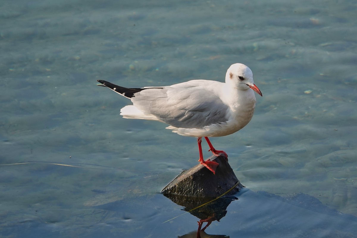 Black-headed Gull - ML618711163