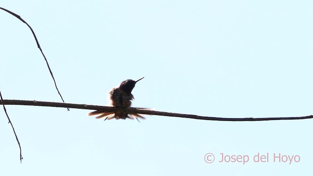 Violettkehl-Sternkolibri - ML618711170