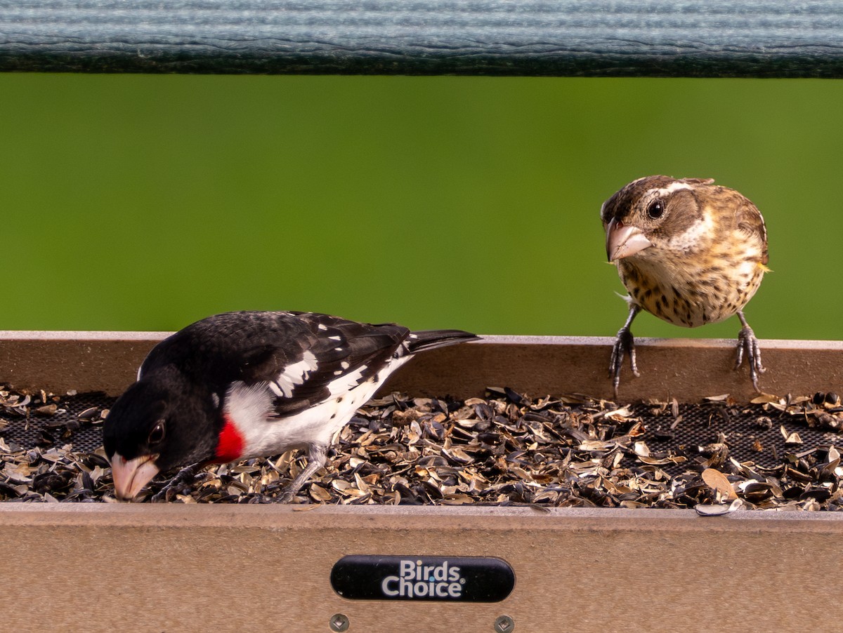 Rose-breasted Grosbeak - ML618711175