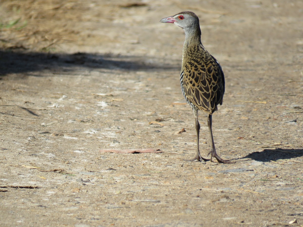 African Crake - ML618711181