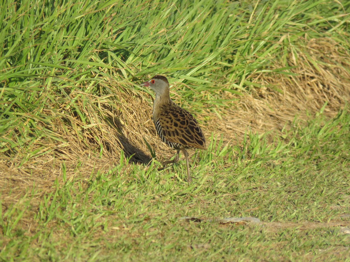 African Crake - ML618711182