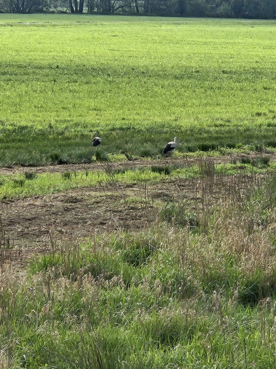 White Stork - ML618711201