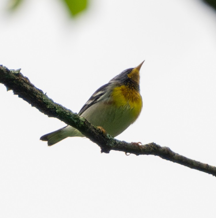 Northern Parula - ML618711217