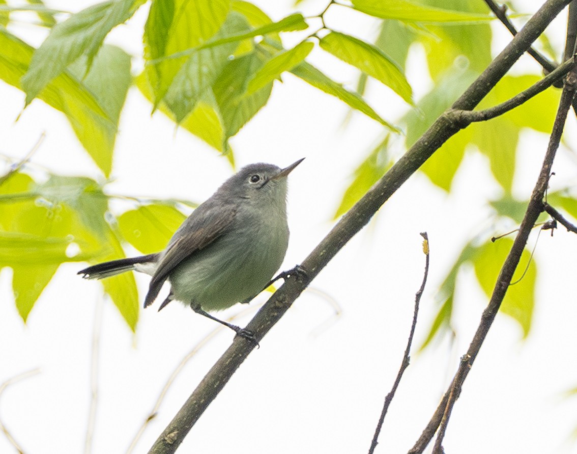 Blue-gray Gnatcatcher - ML618711220