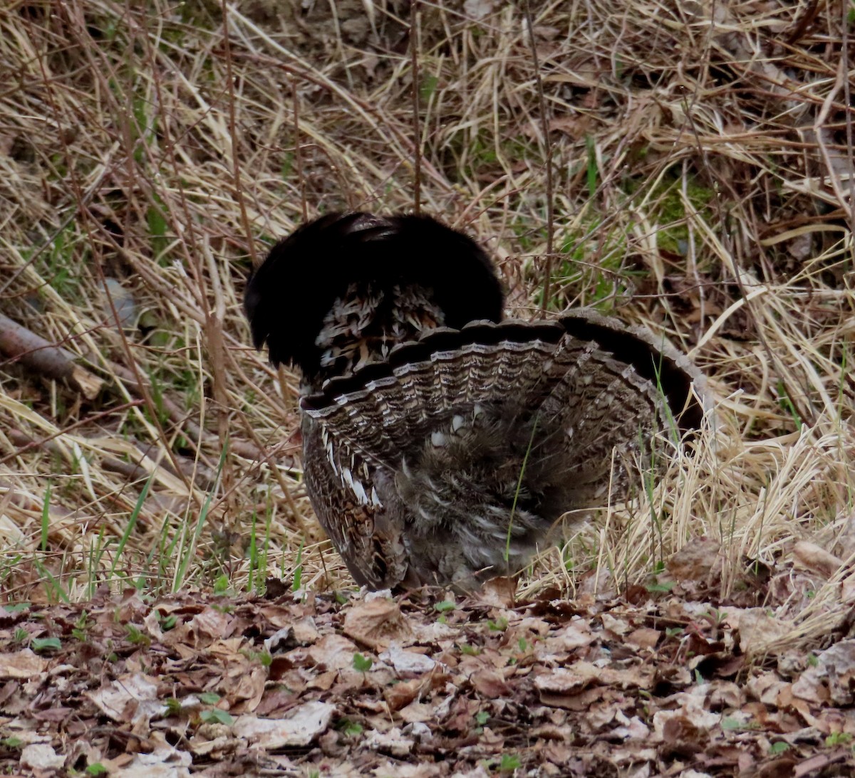 Ruffed Grouse - ML618711221