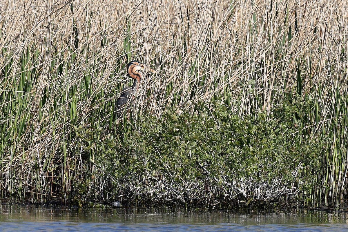 Purple Heron - Brendan Ryan