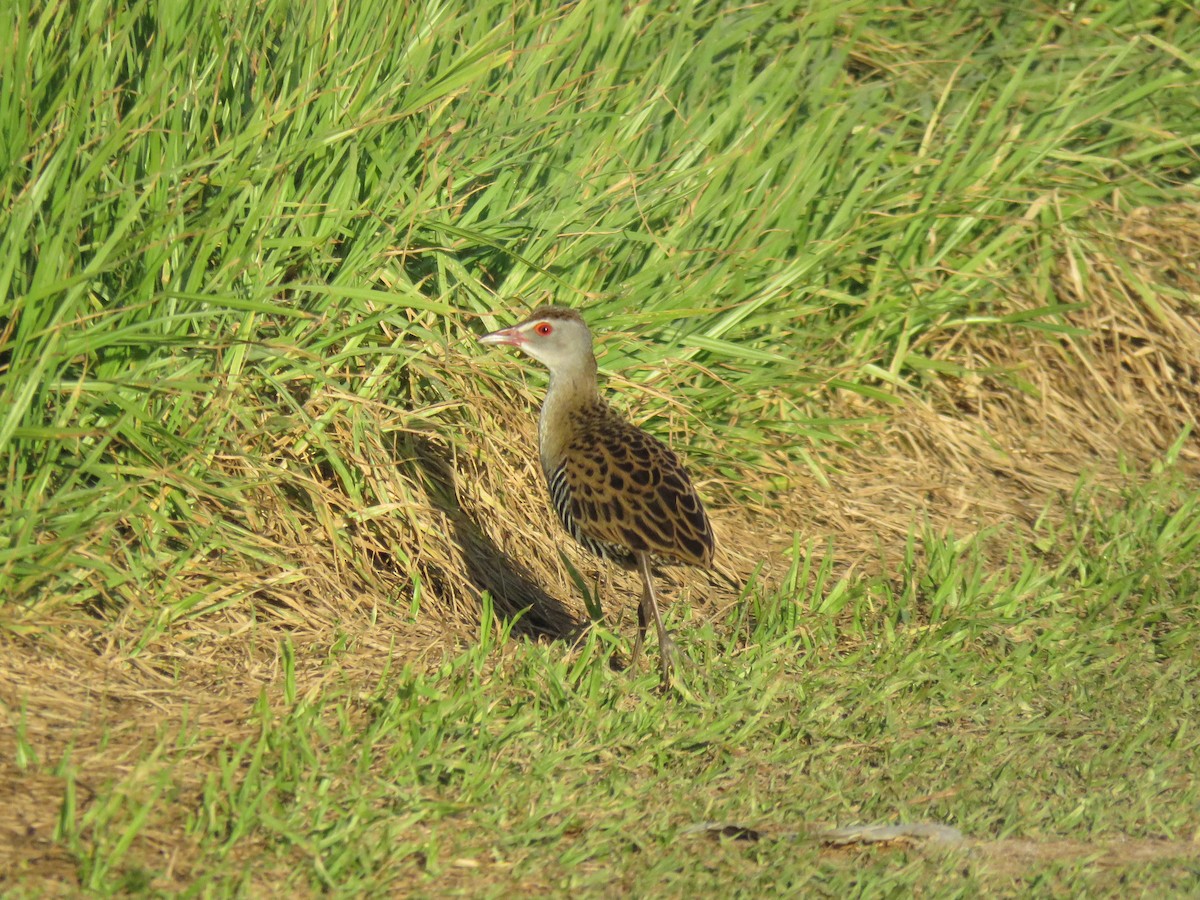 African Crake - ML618711223