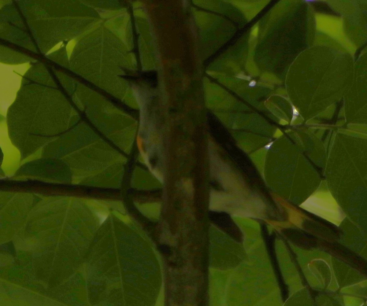 American Redstart - ML618711224