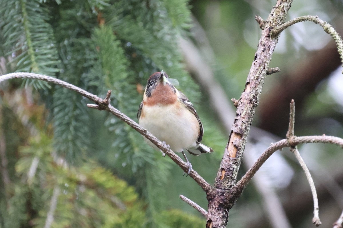 Bay-breasted Warbler - Katherine Bell